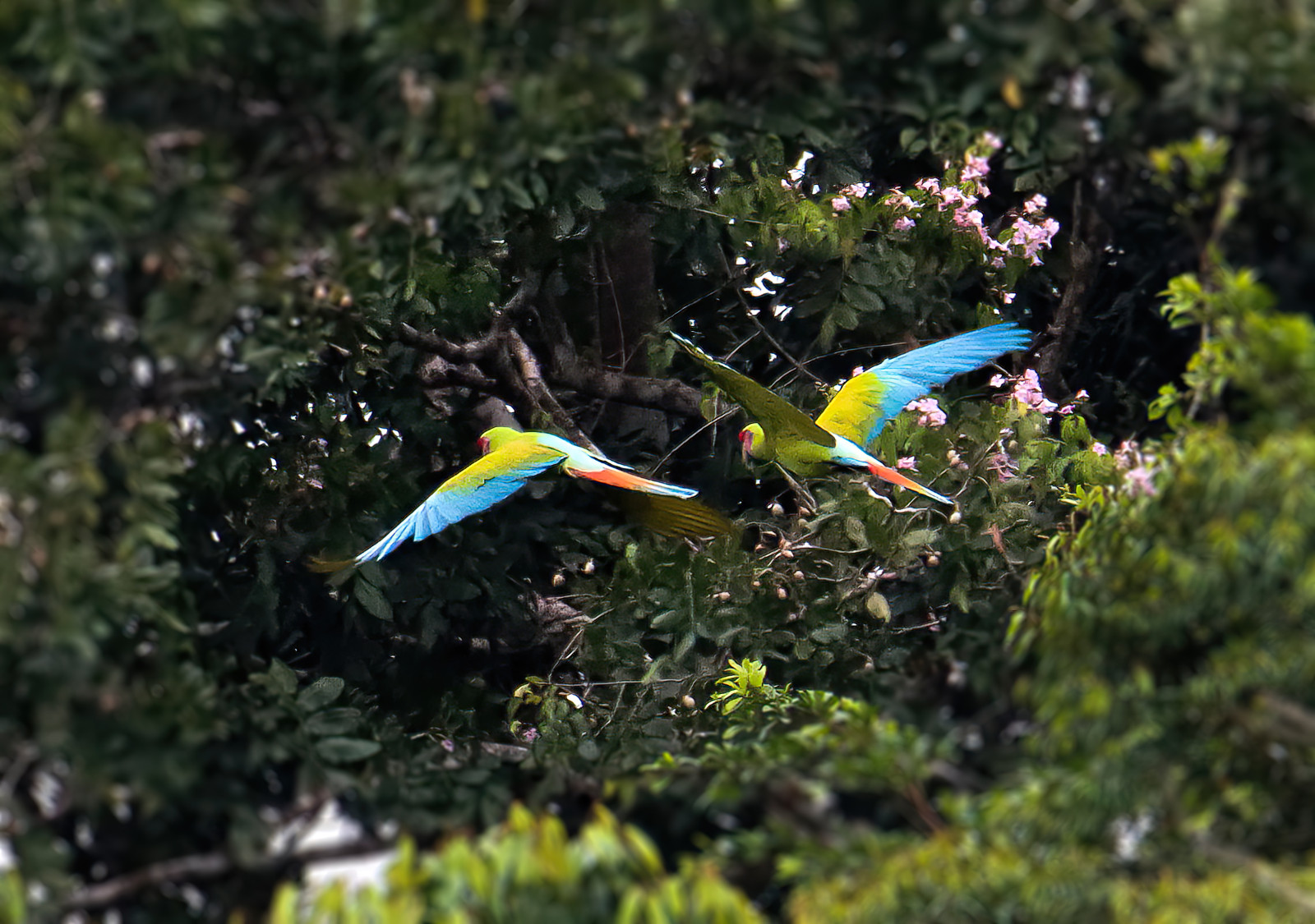 image Great Green Macaw